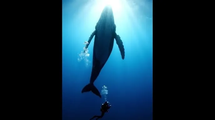 s26赛季段位继承 - 深蓝星球：探索海洋深处的未知世界
